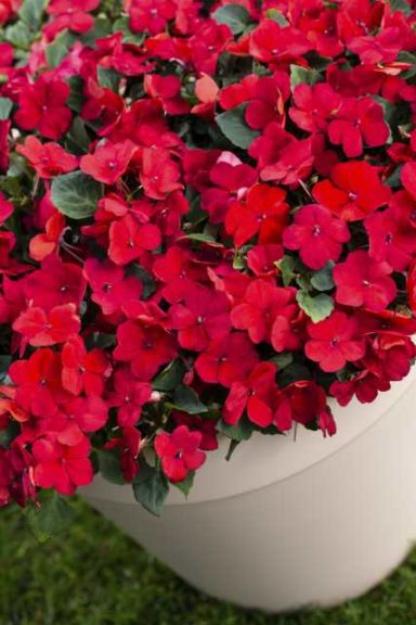 Imara XDR Impatiens (Syngenta Flowers)