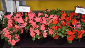 PanAmerican Seed Adjusts Plant Pricing System