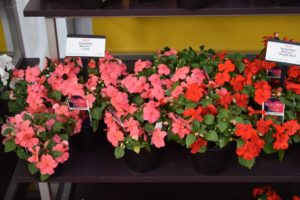 Impatiens Beacon Coral and Red (PanAmerican Seed)