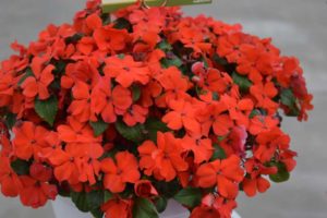 Impatiens 'Imara Orange' (Syngenta Flowers)