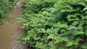 Are Nurseries at Fault for Spreading Invasive Species?