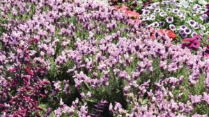 Why We Absolutely Need New Plants