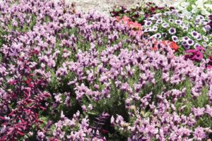 Lavendula 'Madrid Lavish Pink' (Green Fuse Botanicals)