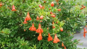 Vote for Your Favorite New Blooming Potted Plant for 2019