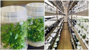 Rancho Tissue Technologies Makes Leap Into Hemp Market