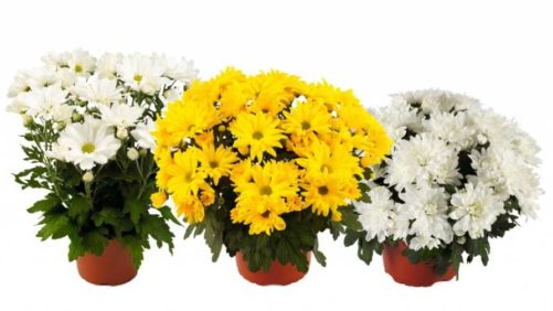 Syngenta Flowers, Royal Van Zanten to Partner on Pot Mum Production