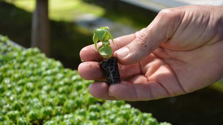Plug and Liner Update: Young Plant Growers Seek Solutions to Shipping,  Heating Costs - Greenhouse Grower