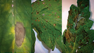 What to Do When Good Tomatoes Go Bad