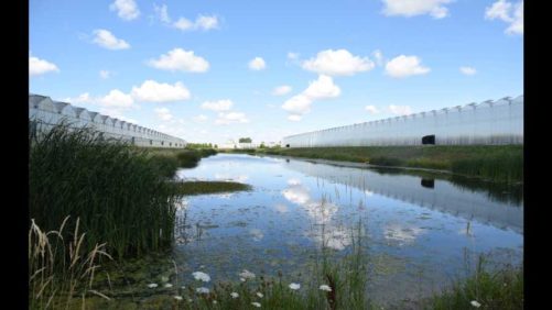 How to Design a Water Circularity System at Your Greenhouse