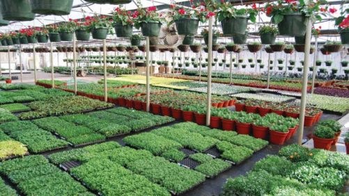 Tips on Holding Plants in the Greenhouse During COVID-19