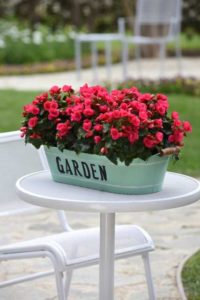 Begonia 'Betulia Bright Pink' (Ball Ingenuity/Ball Seed)