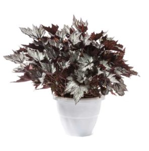 Begonia Rex Bewitched Series (Green Fuse Botanicals)