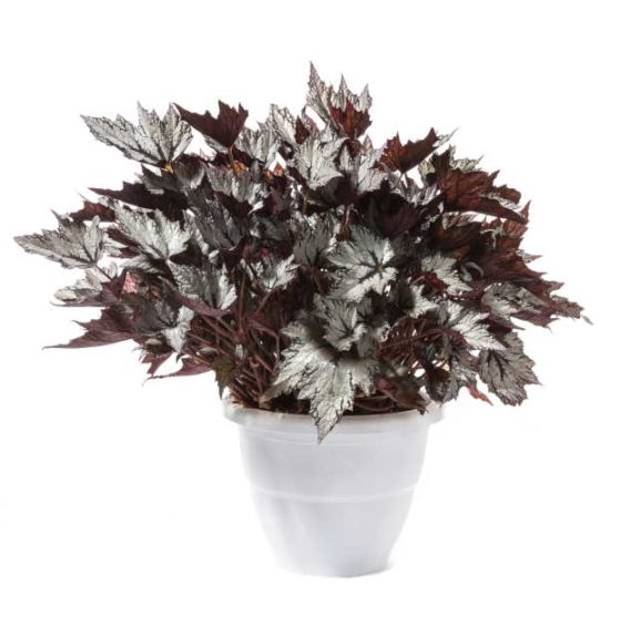 Begonia Rex Bewitched Series (Green Fuse Botanicals)