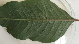 The Benefits of Biocontrols in Poinsettias