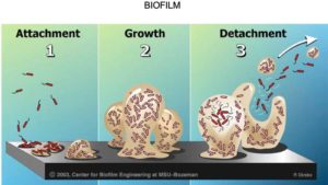 Why Biofilm Can Threaten Your Greenhouse Irrigation System
