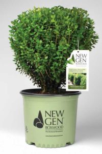 Buxus 'NewGen Freedom' (Saunders Brothers)