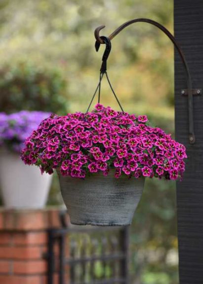 Calibrachoa 'Cabaret Good Night Kiss' (BallFloraPlant)