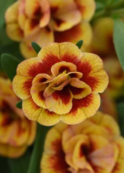 Calibrachoa 'MiniFamous Neo Double Orangetastic' (Selecta)