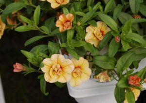 Calibrachoa 'Superbells Double Amber' (Proven Winners/Eason Horticultural Resources)