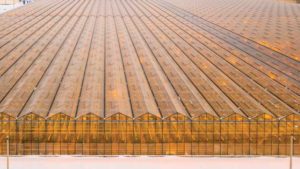 How Technology Can Improve Profitability in Greenhouse-Grown Cannabis