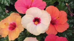 Cayman Combo (Keepsake Plants’ Tradewinds Hibiscus)