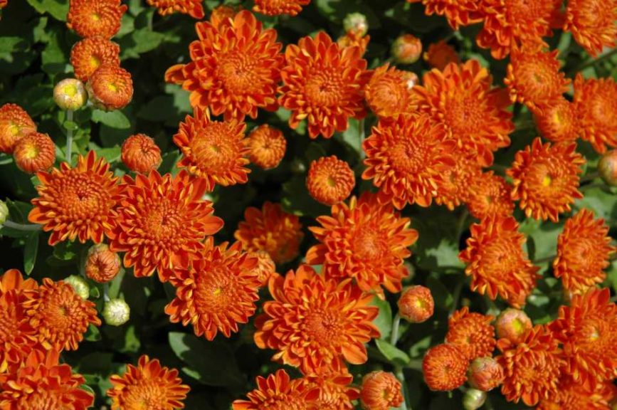 Chyrsanthemum 'Autumn Spice Igloo' (Must Have Perennials)