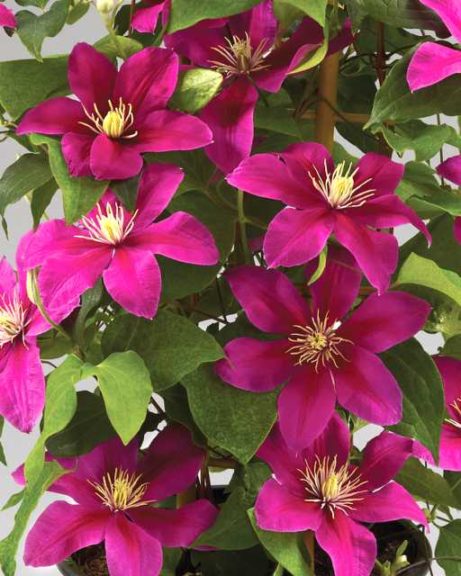 Clematis 'Acropolis Evipo' (Donahues Clematis Specialists)