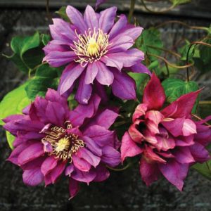Clematis 'Flamenco Dancer' (Roseville Farms)