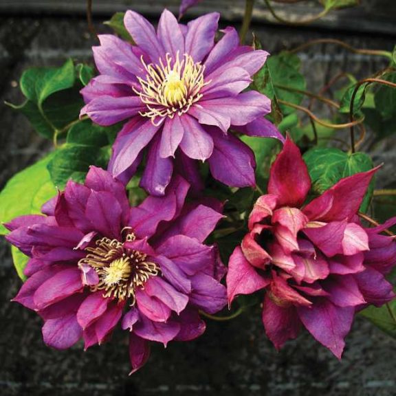 Clematis 'Flamenco Dancer' (Roseville Farms)