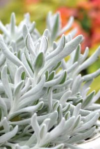 Didelta 'Silver Strand' (Westhoff Flowers)