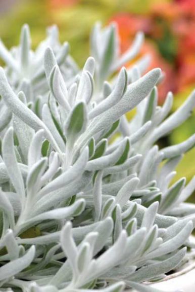 Didelta 'Silver Strand' (Westhoff Flowers)