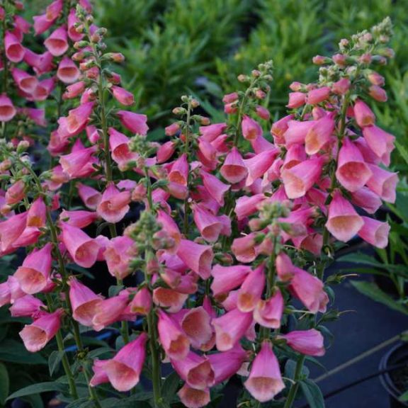 Digitalis 'Arctic Fox Rose' (Darwin Perennials)