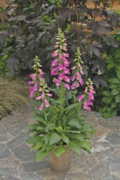 Digitalis 'Pink Panther' (American Takii)