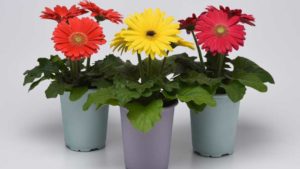 PanAmerican Seed Partnering With AI Company to Optimize Seed Production