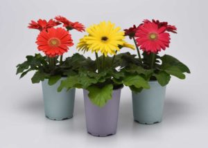 Gerbera ColorBloom Series (PanAmerican Seed)