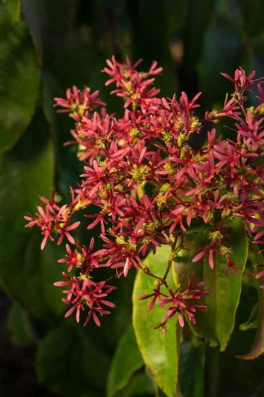 Heptacodium 'First Editions Tianshan Seven-Son Flower' (Bailey)