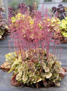 Heuchera 'Northern Exposure Sienna' (Terra Nova Nurseries)