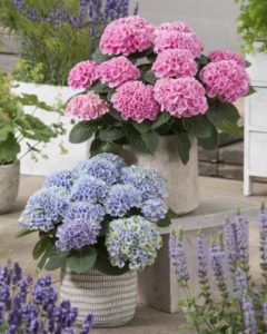 Hydrangea 'Elizabeth Ashley' (Plants Nouveau)