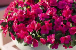 Impatiens 'ImaraXDR Rose Improved' (Syngenta Flowers)