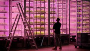Ways Indoor Farming Can Help Supplement the Food Supply Chain