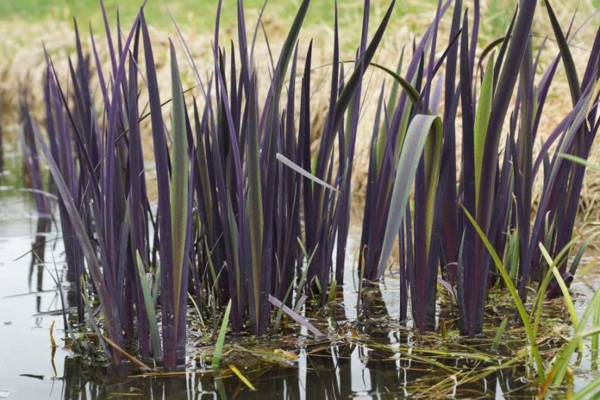 Iris 'PurpleFlame' (North Creek Nurseries)