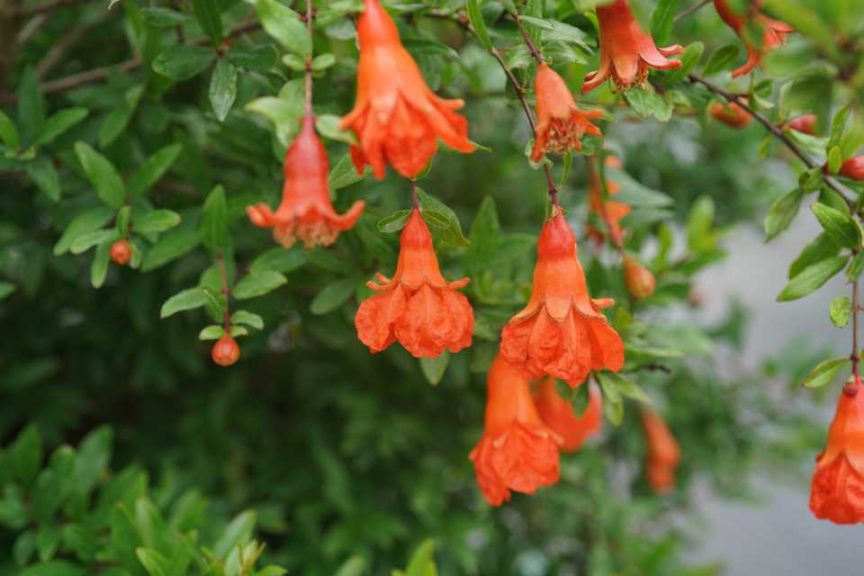 Ornamental Pomegranate 'Peppy Le Pom' (Proven Winners ColorChoice/Spring Meadow Nursery)