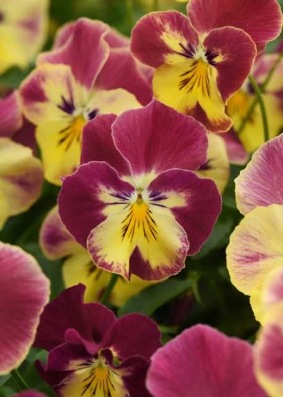 Pansy 'Cool Wave Strawberry Swirl' (Wave)