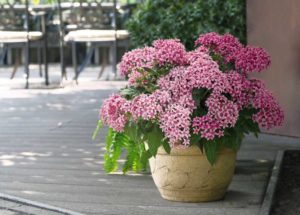 Pentas 'Graffiti 20/20 Flirty Pink' (Benary)