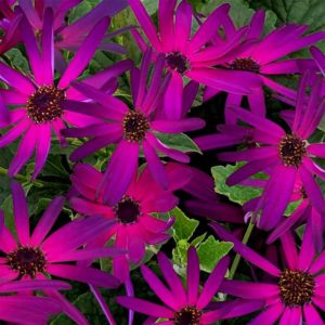 Pericallis 'Senetti Radiant Purple' (Proven Winners Perennials/Four Star Greenhouse)