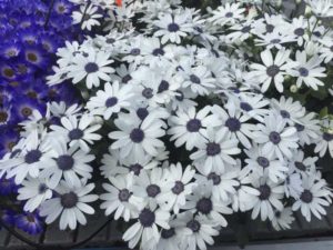 Pericallis 'Senetti White' (Suntory Flowers)