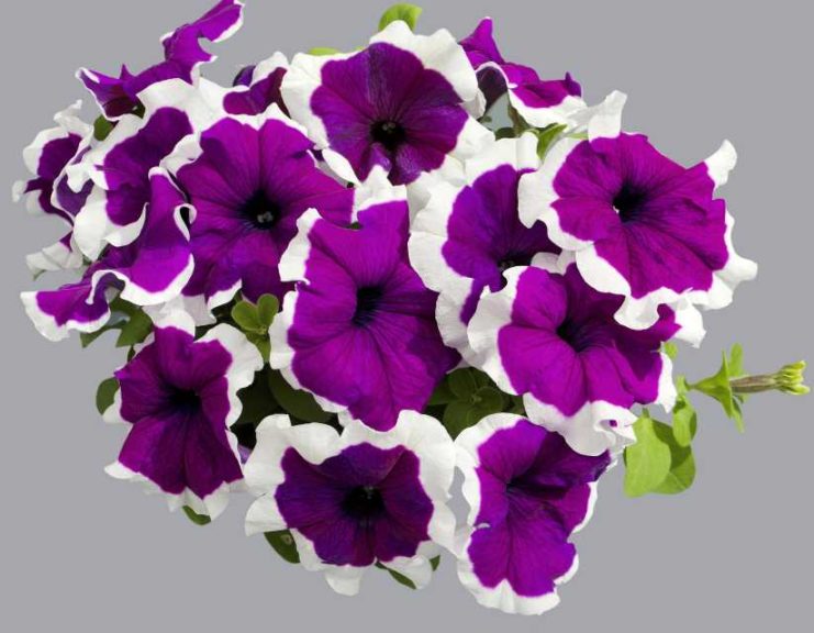 Petunia 'Limbo GP Violet Picotee' (Hem Genetics)