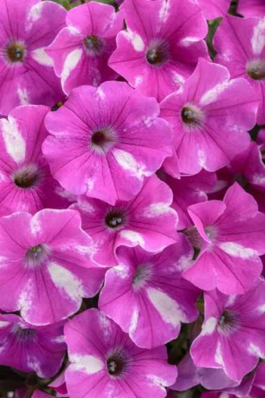 Petunia 'Supertunia Raspberry Rush' (Proven Winners Annuals)