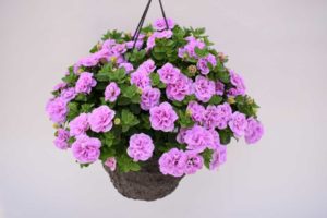 Petunia 'Veranda Compact Double Rose Pink' (Kientzler)