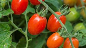 European Researchers Focus on Boosting Quality of Greenhouse Tomatoes